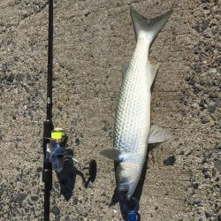 今日は、ぼらを吸い込みでゲット＾＾口太クロもゲット。